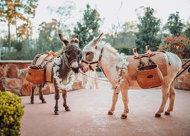 beer burros, beer donkeys, donkeys, animals in weddings, unique, cocktail hour