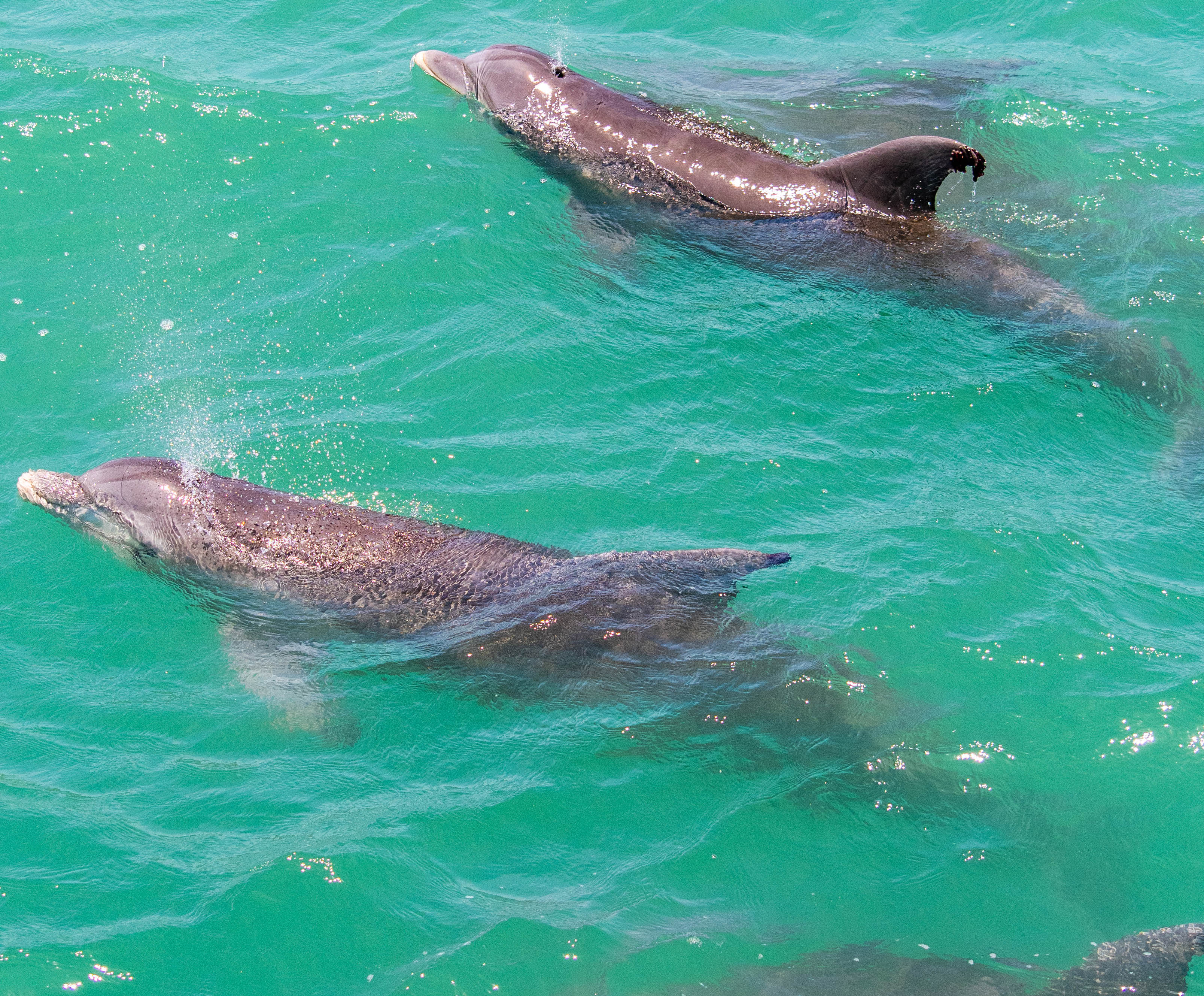 Dolphins swim in turquoise waters in South Padre Island, TX.