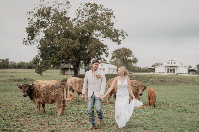 The bride and groom hold hands as they walk in the pasture with cattle at the wedding venue, Hummingbird Hill. 