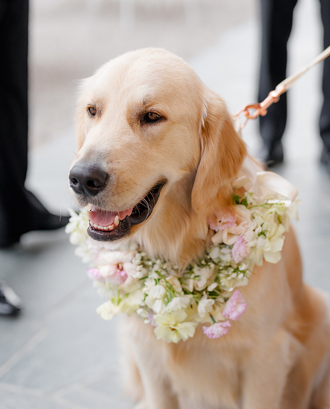 A golden retriever wearing a collar made of florals. 